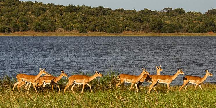 3-Day Akagera, Golden Monkeys & Ibyiwacu