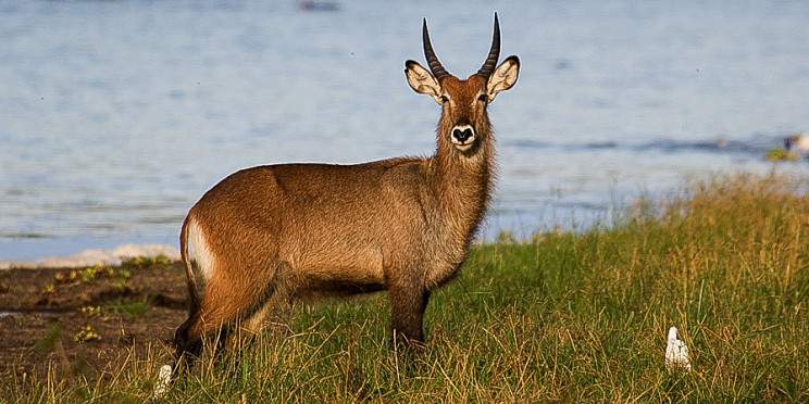 2-Day Adventure in Akagera National Park