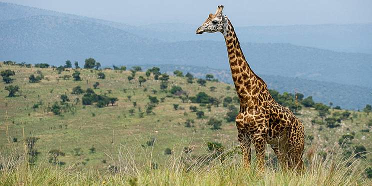1-Day Akagera Excursion