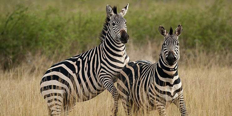 2-Day Akagera Wildlife Safari – Big Five Safari Tour