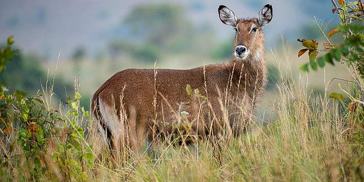 5-Day Rwanda Big Five and Gorilla Safari
