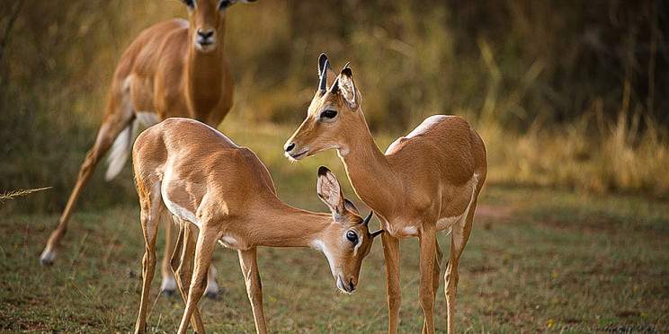4-Day Wildlife Safari at Akagera National Park