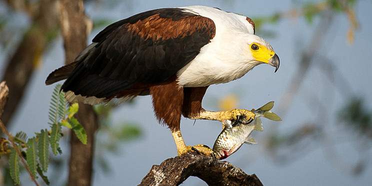 4-Day Akagera Big Five Wildlife Safari