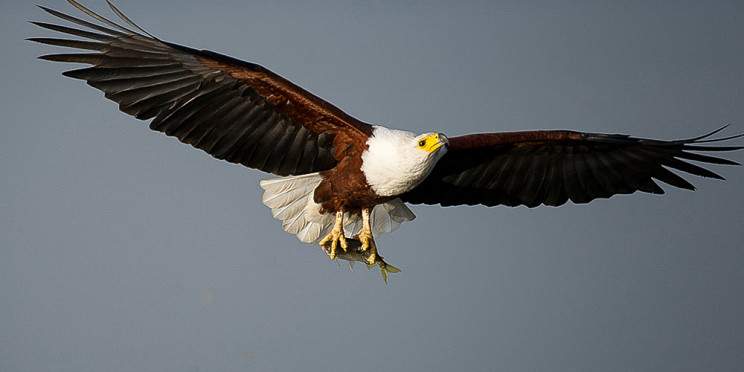 1-Day Big 5 Safari at Akagera National Park