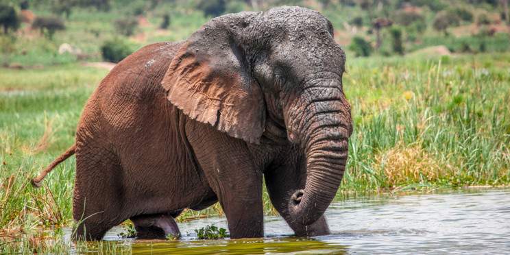 3-Day Come and See Big Five Animals