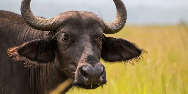 10-Day Classic Rwanda Safari