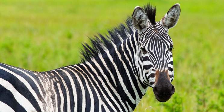 3-Day Big Five Safari in Akagera National Park