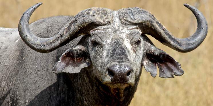 2-Day Akagera National Park