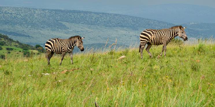 1-Day Akagera National Park Wildlife Experience