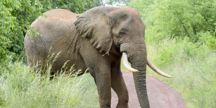 2-Day Safari and Boat Cruise in Akagera National Park