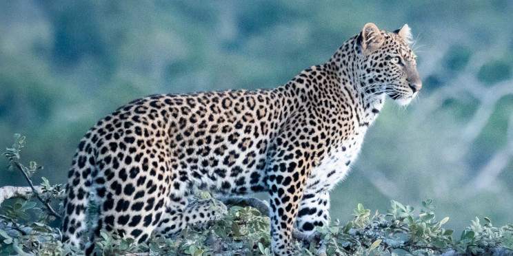 5-Day Rwanda Primates and Big 5 Safari