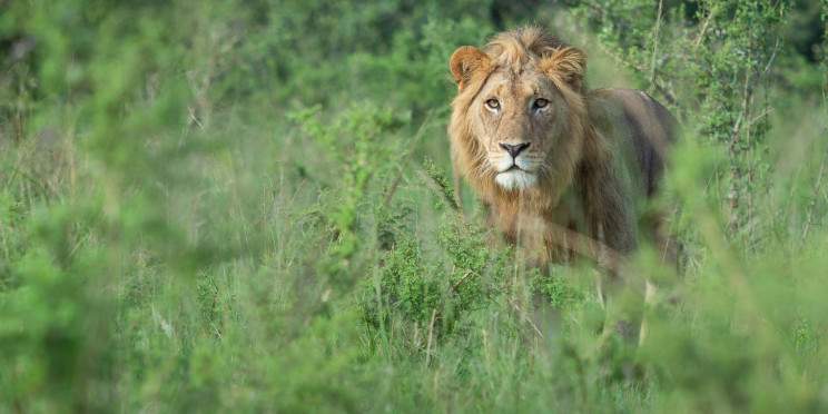 1-Day Big Five Wildlife Safari in Akagera National Park