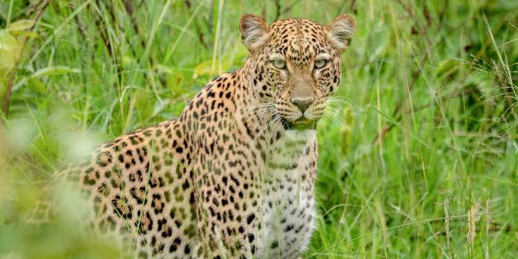 3-Day Game Drive in Akagera National Park