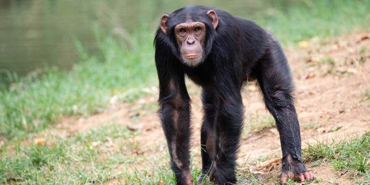 4-Day Rwanda & Uganda - Budget Tour
