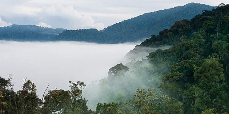 3-Day Nyungwe National Park & Lake Kivu Adventures