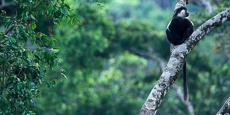 2-Day Nyungwe Park Safari with Chimpanzee Trekking