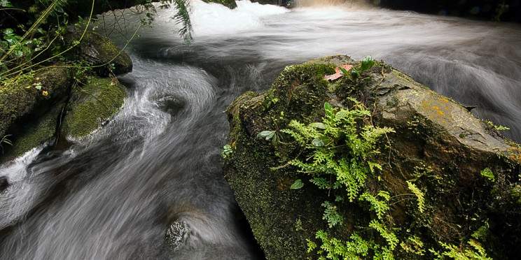 6-Day Chimpanzee & Golden Monkey Trek Trip to Rwanda