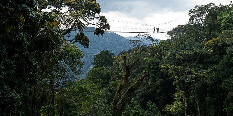 6-Day Rwanda Chimpanzee Trek & Uganda Gorilla Trek Tour