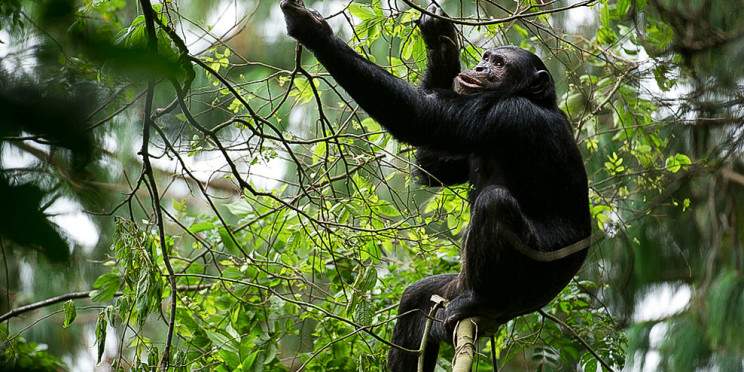 2-Day Chimpanzee Trekking and Canopy Walk Adventure