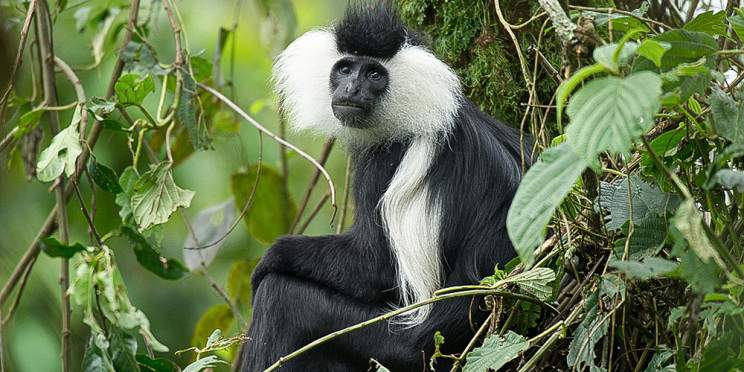 3-Day Nyungwe Forest Chimpanzee Trekking Experience