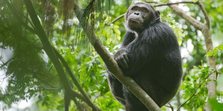 2-Day Rwanda Chimpanzees Trekking Tour