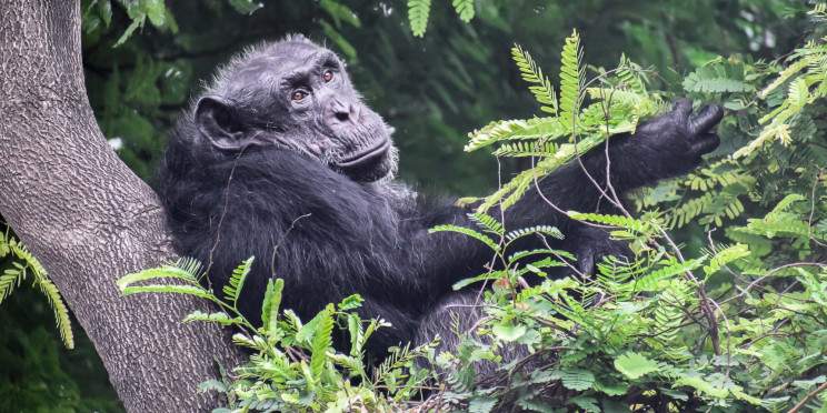 4-Day Discover Nyungwe National Park
