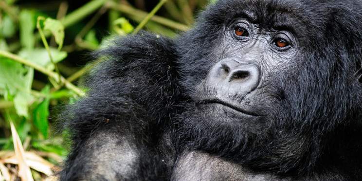 8-Day Nyungwe- Lake Kivu -Volcanoes -Akagera Wildlife