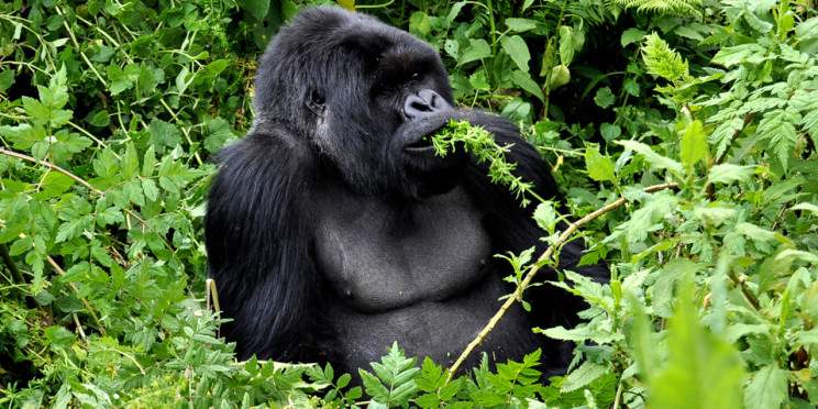 1-Day Gorilla Trekking in Rwanda