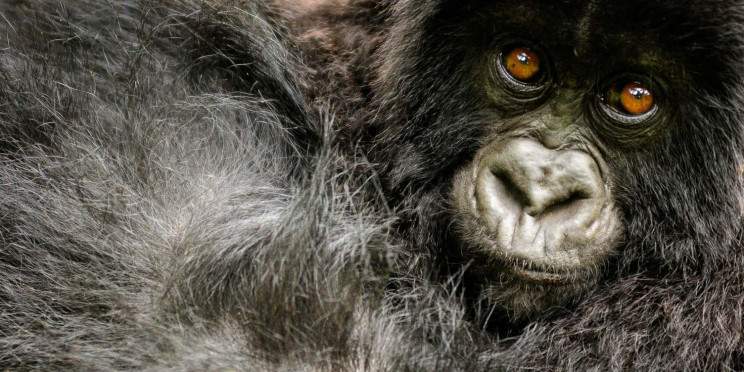5-Day Rwanda Double Gorilla & Golden Monkey Safari