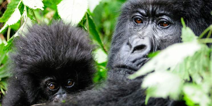 3-Day Gorilla and Golden Monkey Trek with Cultural Visit