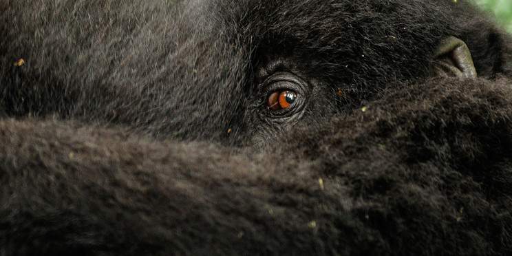 7-Day Rwanda Golden Monkey and Uganda Gorilla Trekking