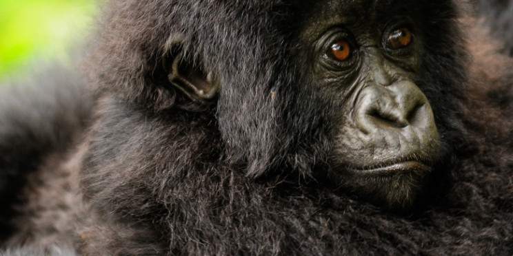 3-Day Double Gorilla Trekking in Rwanda