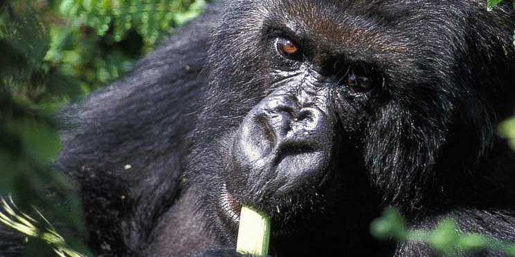 7-Day Uganda Rwanda Gorilla Trekking and Wildlife Tour