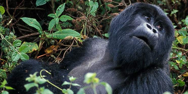 5-Day Gorillas and Golden Monkey Tracking Experience