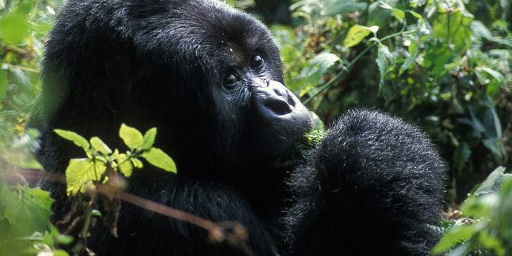 2-Day Gorilla Tracking in Bwindi Impenetrable National P