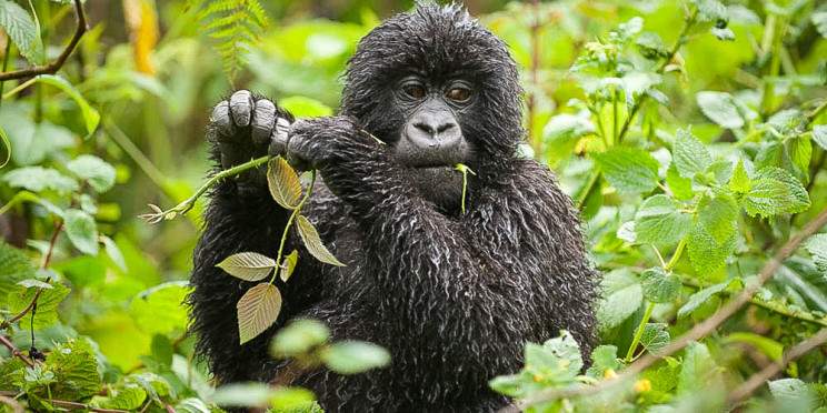 3-Day Rwanda Gorillas and Golden Monkey Trek