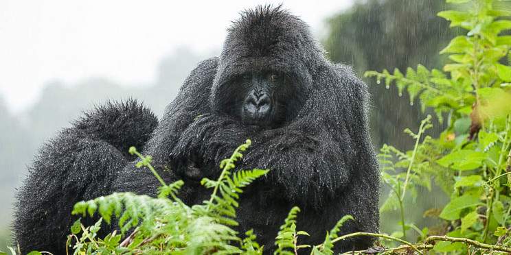 5-Day Gorillas, Wildlife Viewing, and Culture Adventures