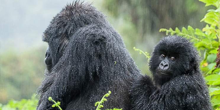 1-Day Gorilla "Wonder Trek" (Kigali to Volcanoes NP)