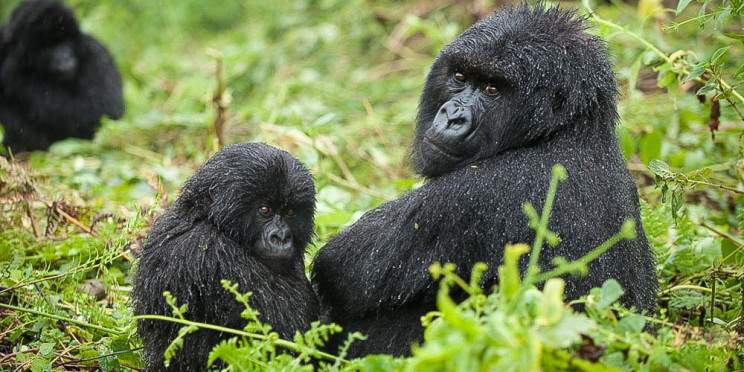 2-Day Rwanda Gorilla & Golden Monkey Trekking Safari