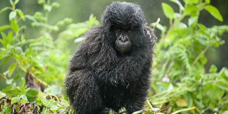 6-Day Rwanda Primates and Lakes Tour