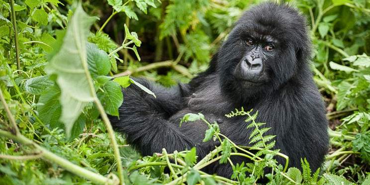 1-Day Rwanda Mountain Gorillas Tour