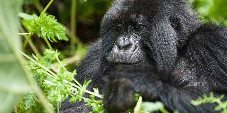 1-Day Volcanoes Gorilla Tour