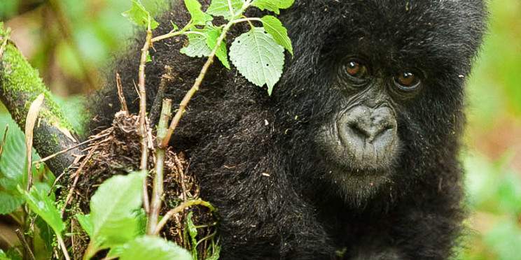 10-Day Rwanda- Cradle of Primates, Mountain Gorillas Home