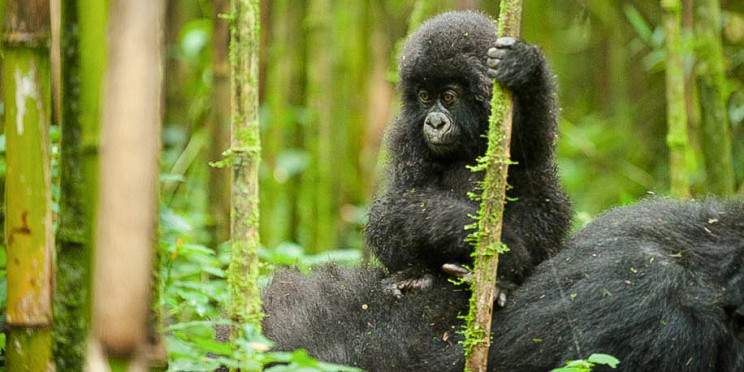 4-Day Rwanda Gorilla & Golden Monkey Trekking Tour