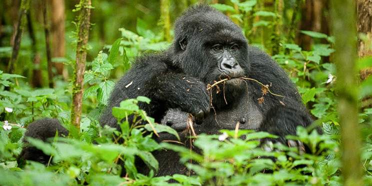 10-Day Rwanda Adventure of Gorilla, Chimpanzee, Lake Kivu