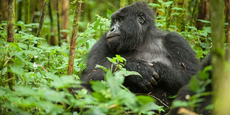 1-Day Mountain Gorilla Trek at Volcanoes National Park