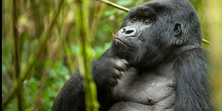 1-Day Gorilla Trekking Tour in Rwanda from Kigali