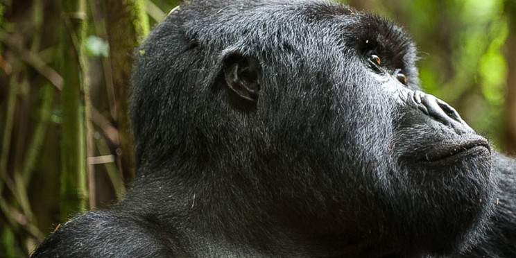 6-Day Luxury Uganda Gorilla Trek & Rwanda Wildlife Tour