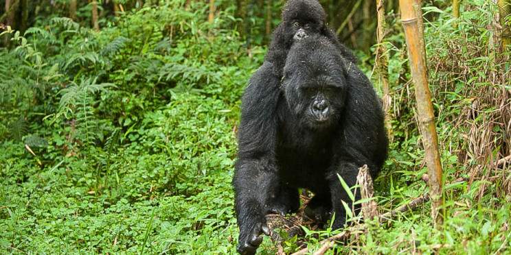 1-Day Gorilla Tracking in Volcanoes National Park Rwanda