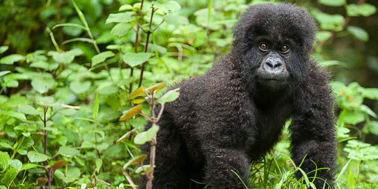 5-Day Rwanda Gorilla and Chimpanzee Tour